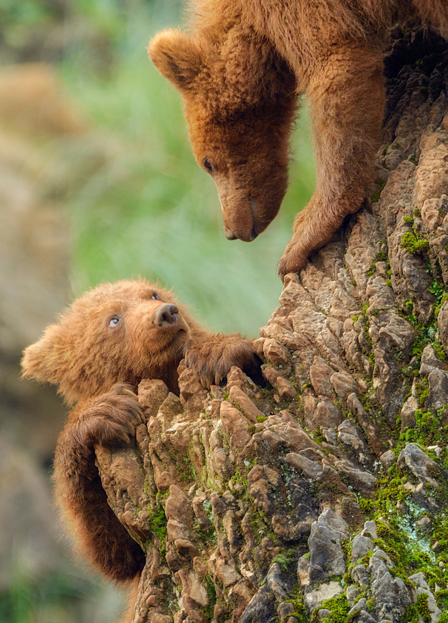 Tavla - Baloo