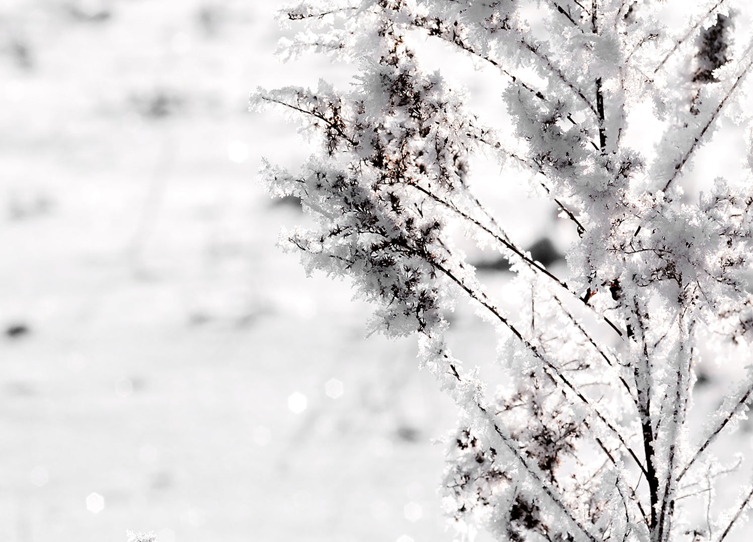 Tavla - Snow Garden