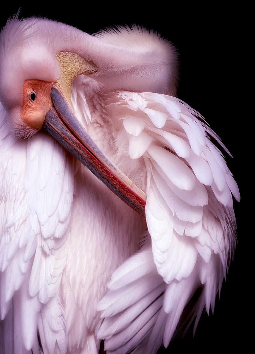 Ljuddämpande tavla - Plume