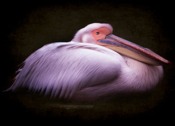 Ljuddämpande tavla - Fjäder