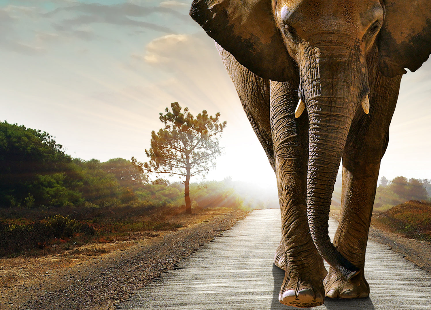 Ljuddämpande tavla - The way - Elefant