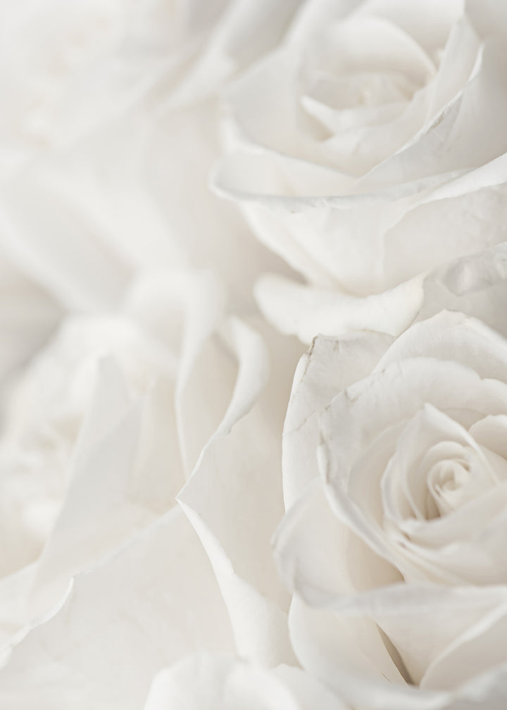 Ljuddämpande tavla - Charming Roses