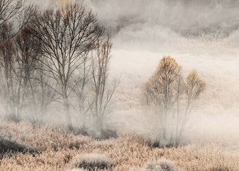 Ljuddämpande tavla - Misty Grove