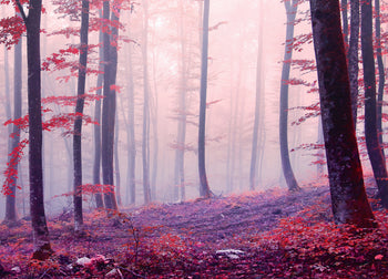 Canvastavla - Red Forest
