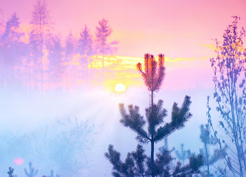 Canvastavla - Sunrise in Forest