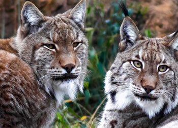 Canvastavla - Lynx